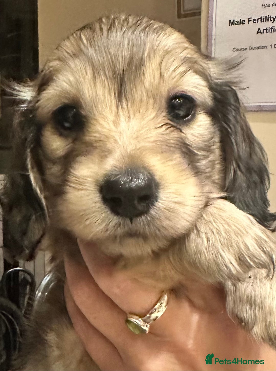 Miniature Dachshund dogs for sale: Gorgeous LH mini Dachshunds KC Reg ⭐️⭐️⭐️⭐️⭐️ - Image 3