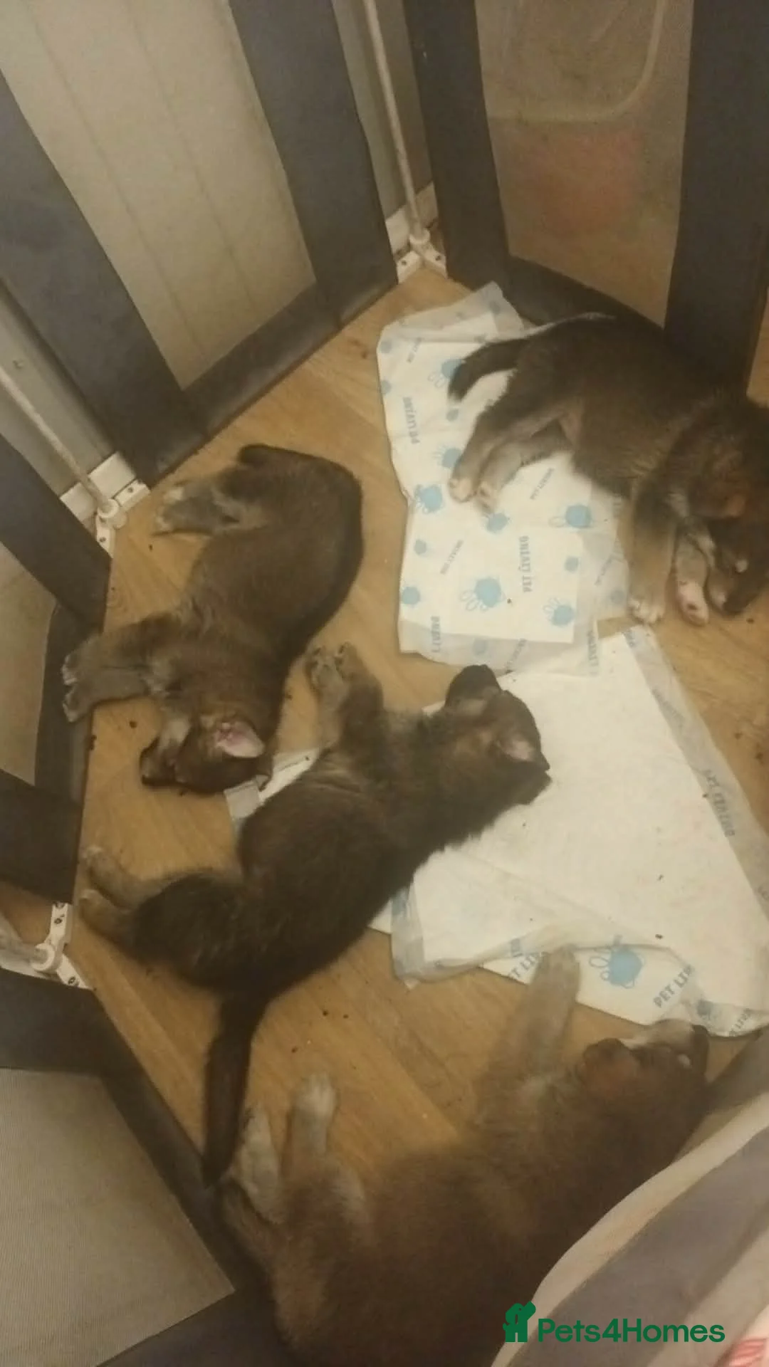 Mixed Breed dogs for sale: 2 female pups left wolfdog x german shepherd h - Advert 4