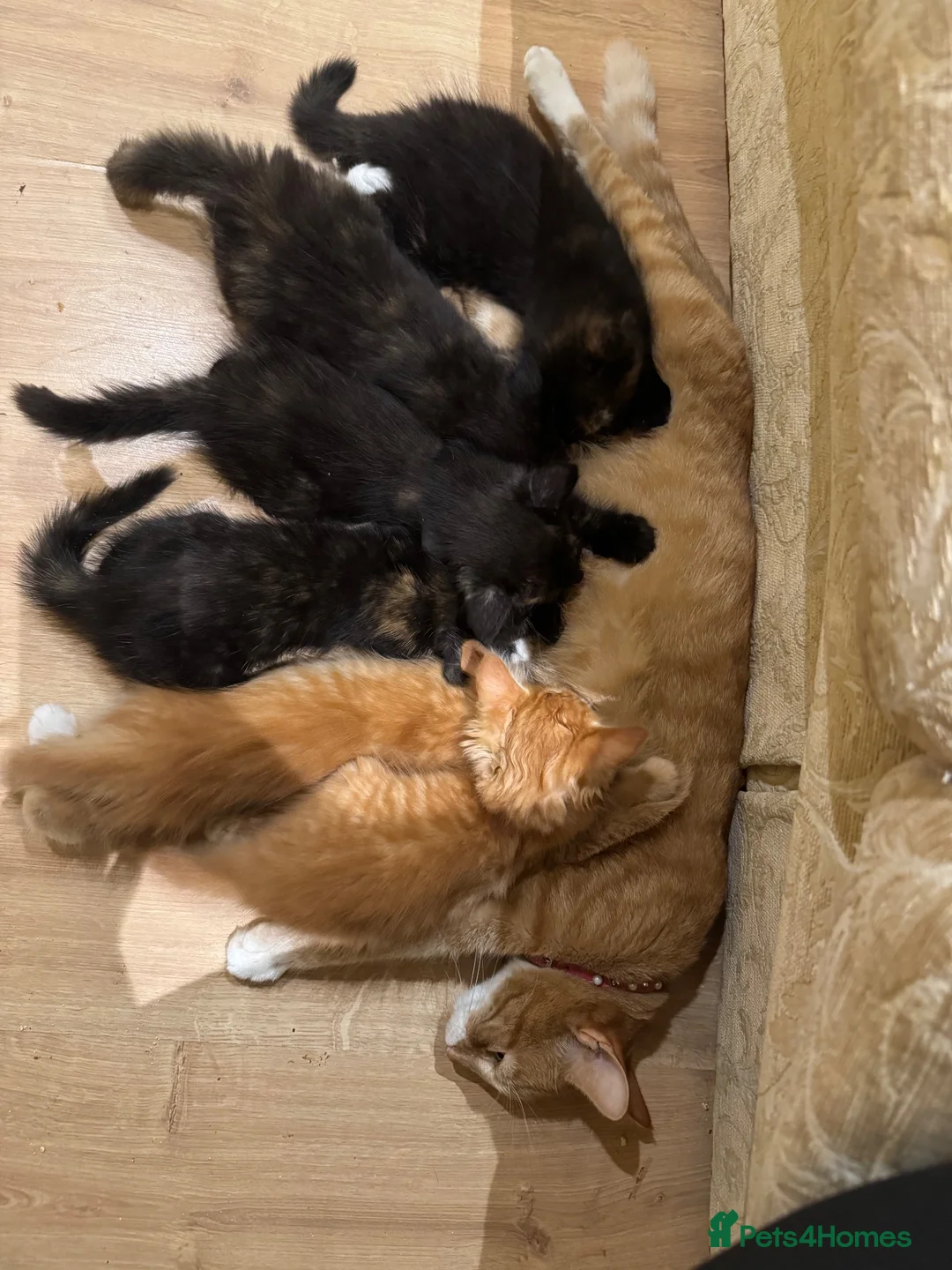 Domestic Shorthair cats for sale: Beautiful kittens ready to go friday 4th sept - Advert 2