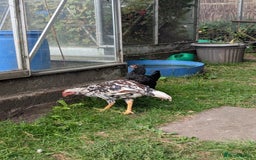 Chickens poultry for sale: Aseel pair for sale  - Image 3