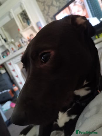 Mixed Breed dogs - Advert 4