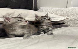 Maine Coon cats for sale: Stunning Maine Coon Litter Of Kittens Ready Now - Advert 4