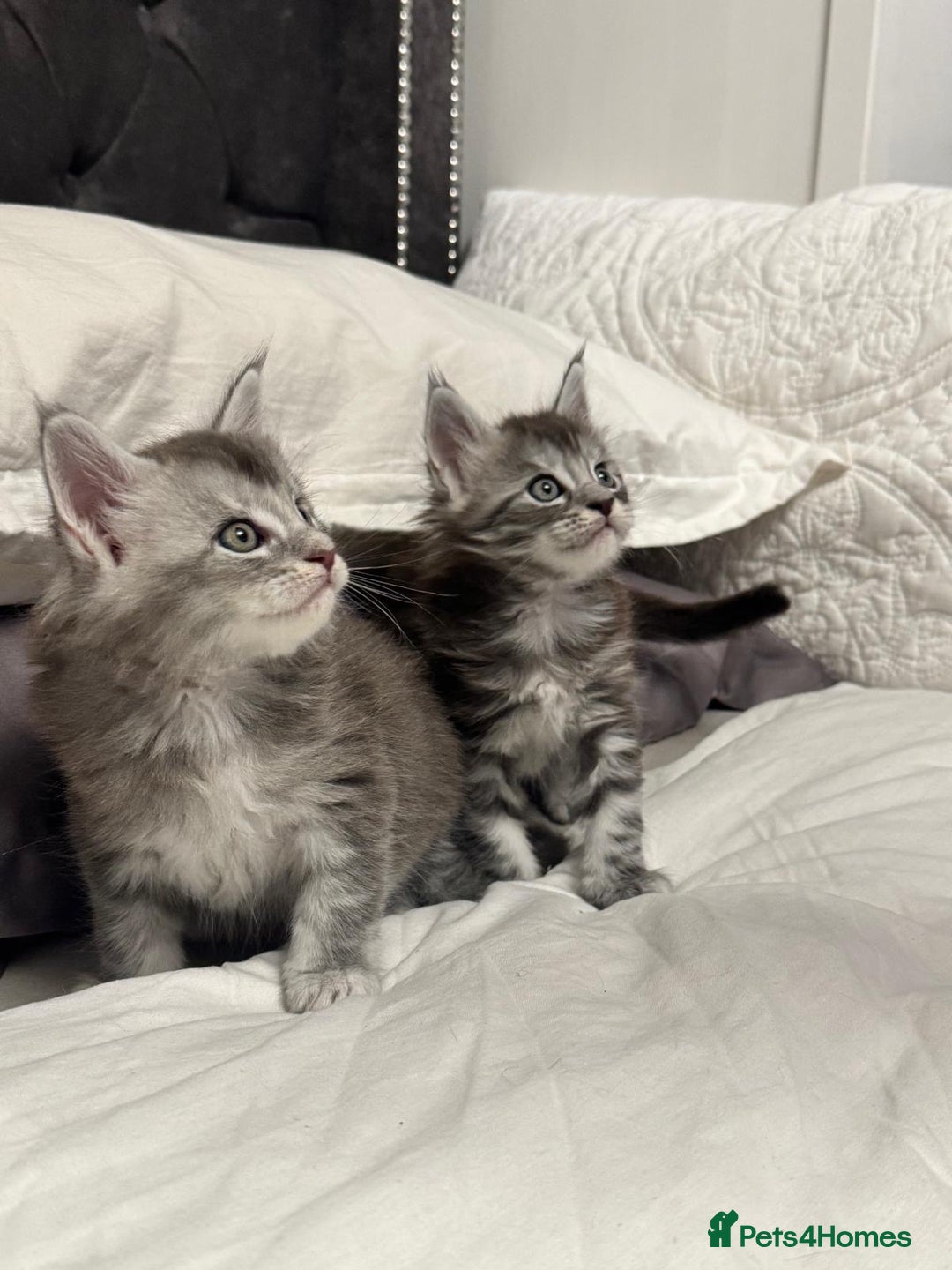 Maine Coon cats for sale: Stunning Maine Coon Litter Of Kittens Ready Now - Advert 4