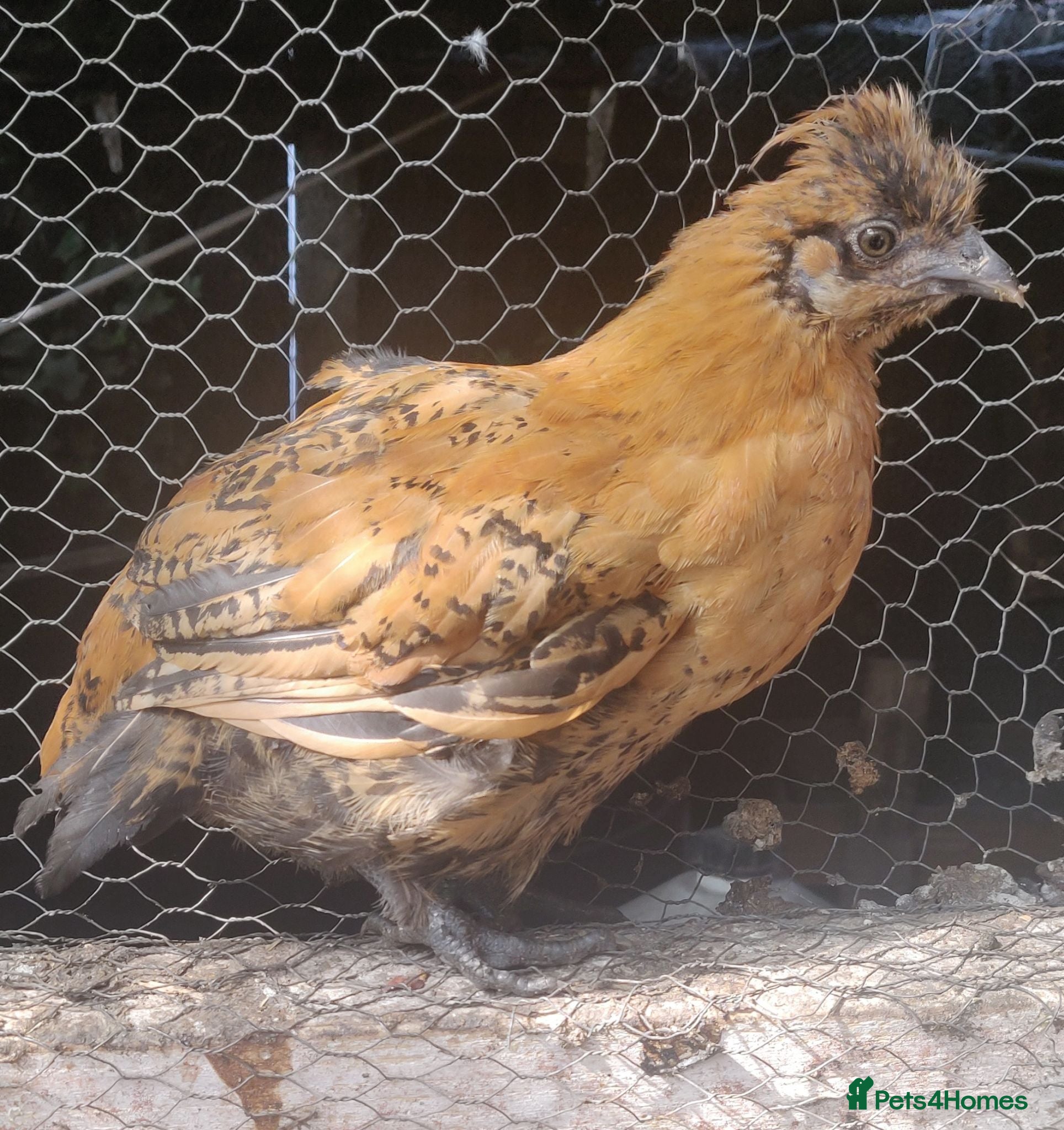 Chickens poultry Roosters and cockerels for Sale - Advert 2