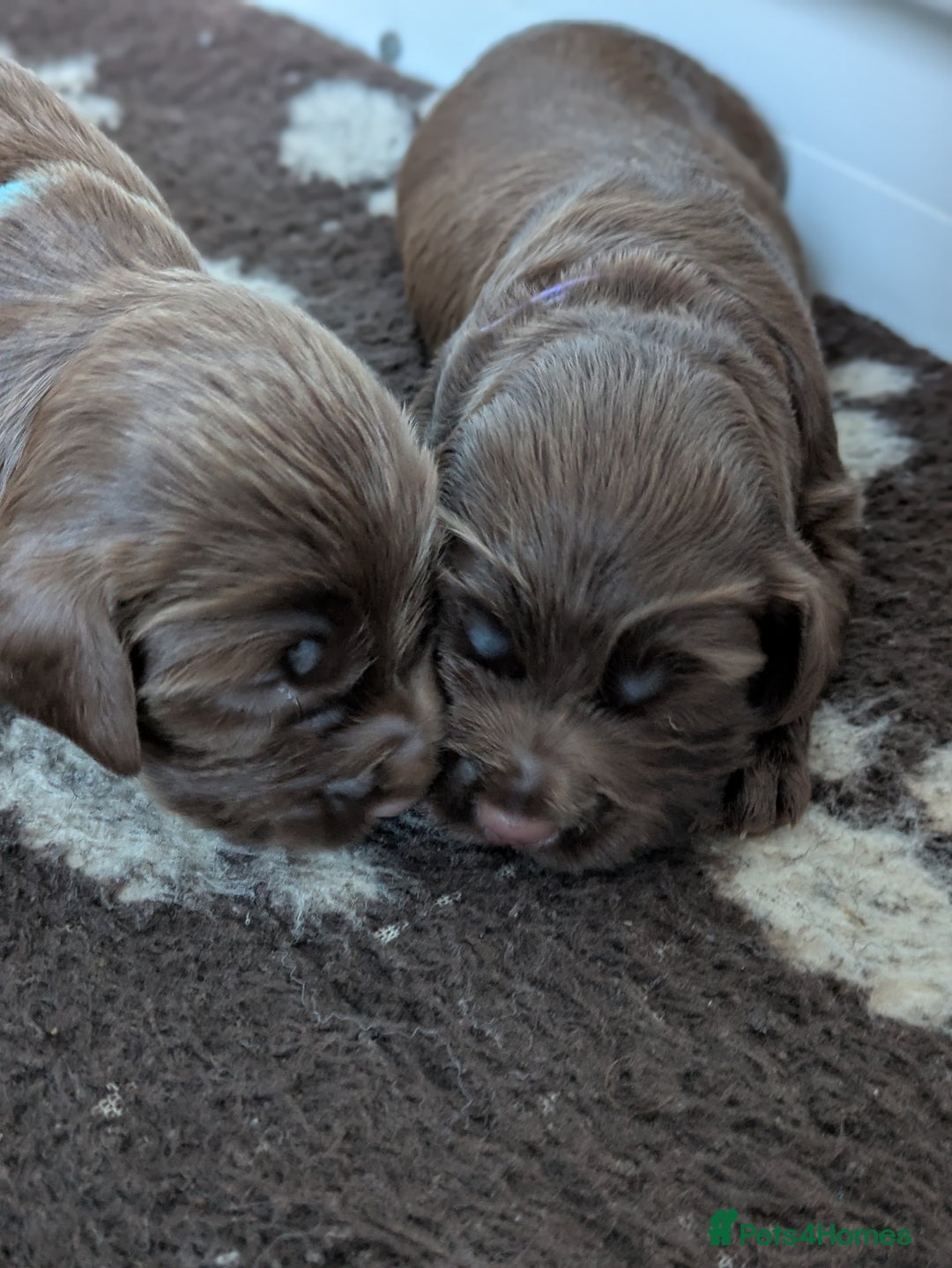 Cocker Spaniel dogs for sale: Cocker spaniel  - Image 5