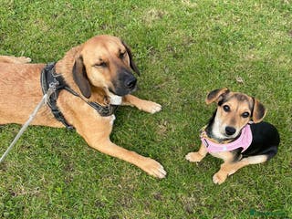 Mixed Breed dogs Reactive dog for sale - Advert 20