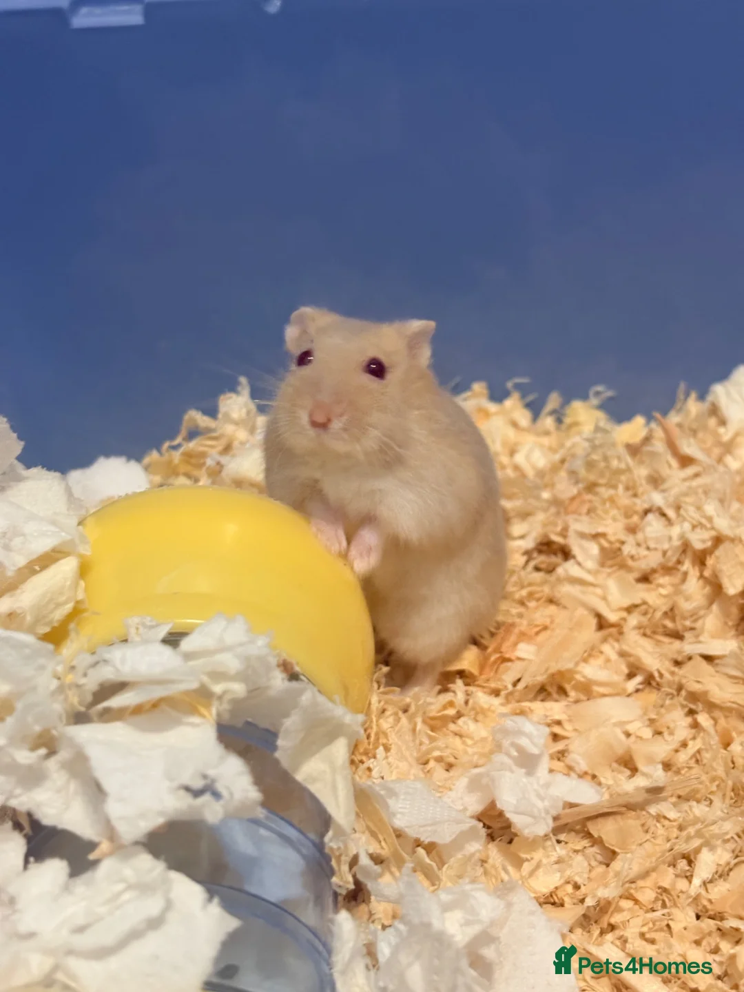 Hamster rodents for sale: Female dwarf hamster  - Advert 1