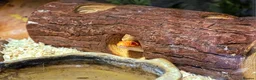 Corn Snake reptiles for sale: Pete- the Fire Stripe Cornsnake  in Nottingham - Advert 4