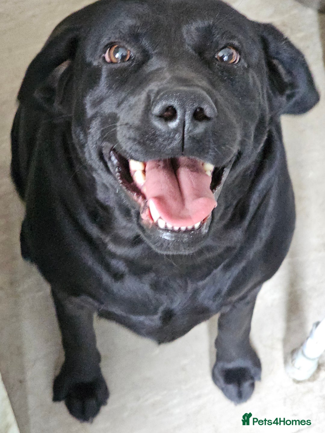 Labrador Retriever dogs for sale: Male n female none related  - Image 1