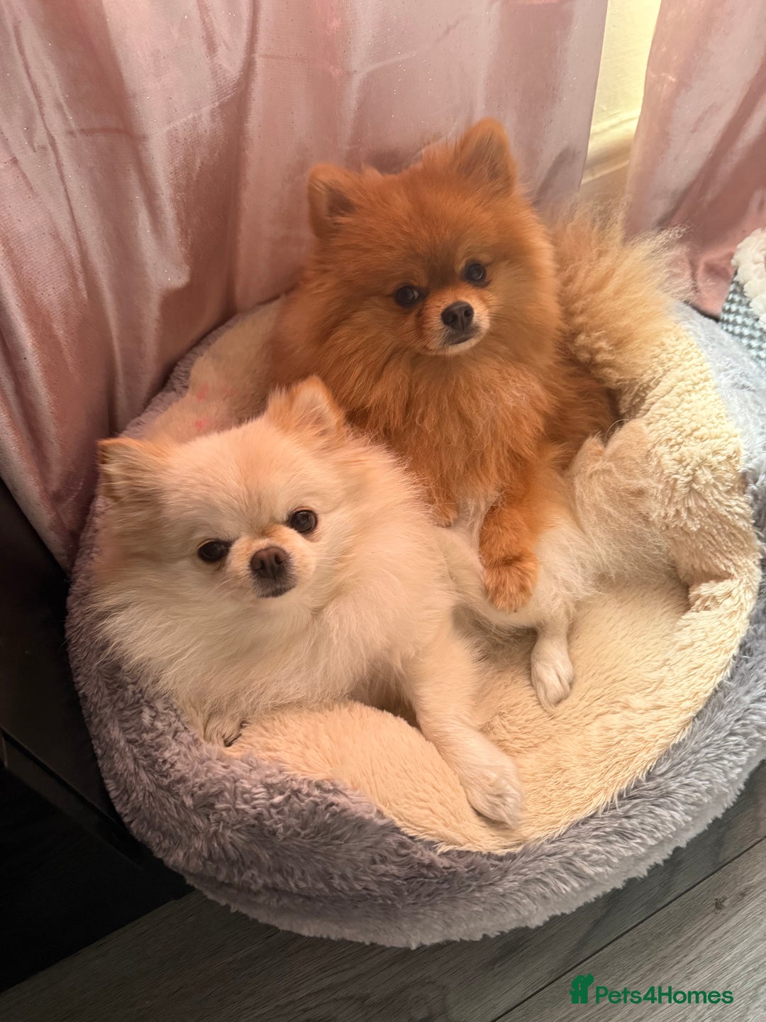Pomeranian dogs for sale: Pomeranian boy - Image 5