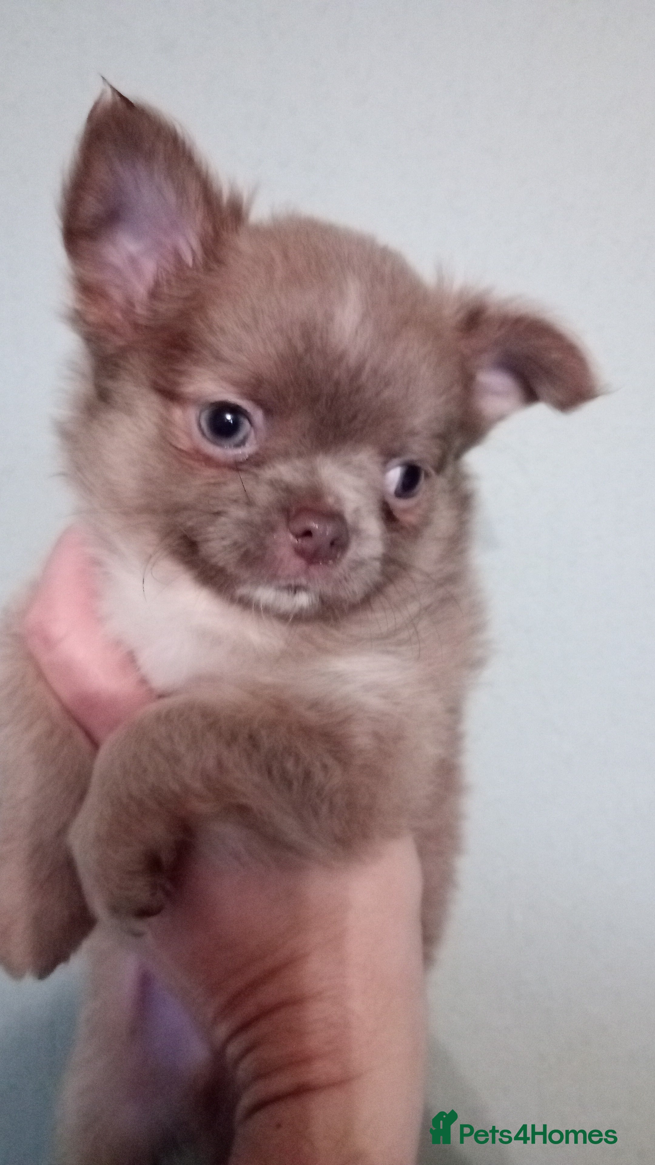 Chihuahua dogs Chihuahua - Fluffy boy and girl remaining - Advert 8