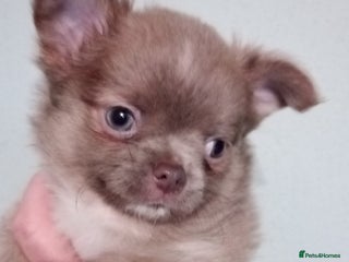 Chihuahua dogs Chihuahua - Fluffy boy remaining - Advert 15