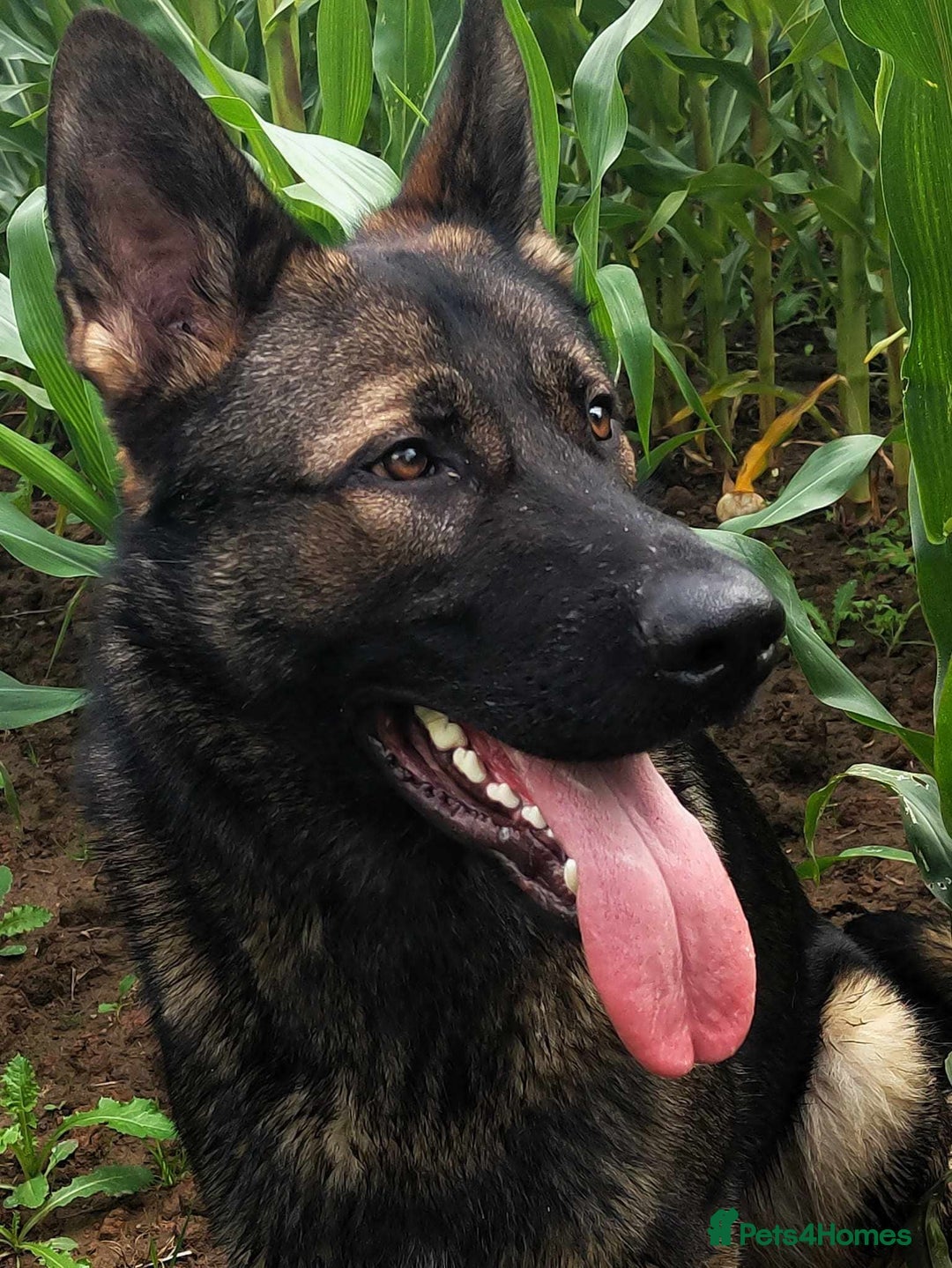 German Shepherd dogs for sale: Looking for good home for my boy Thorn - Image 9