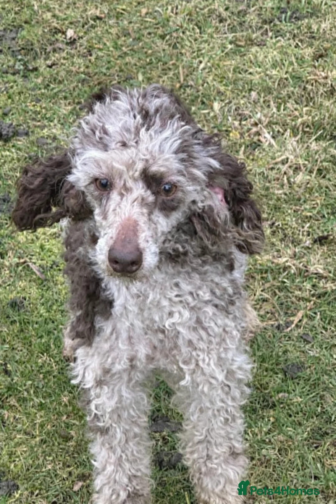 Miniature Poodle dogs for sale: Stunning looking male miniature poodle  - Advert 2