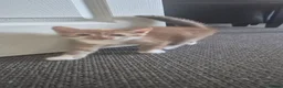 British Shorthair cats for sale: 4 kittens for sale  - Advert 2