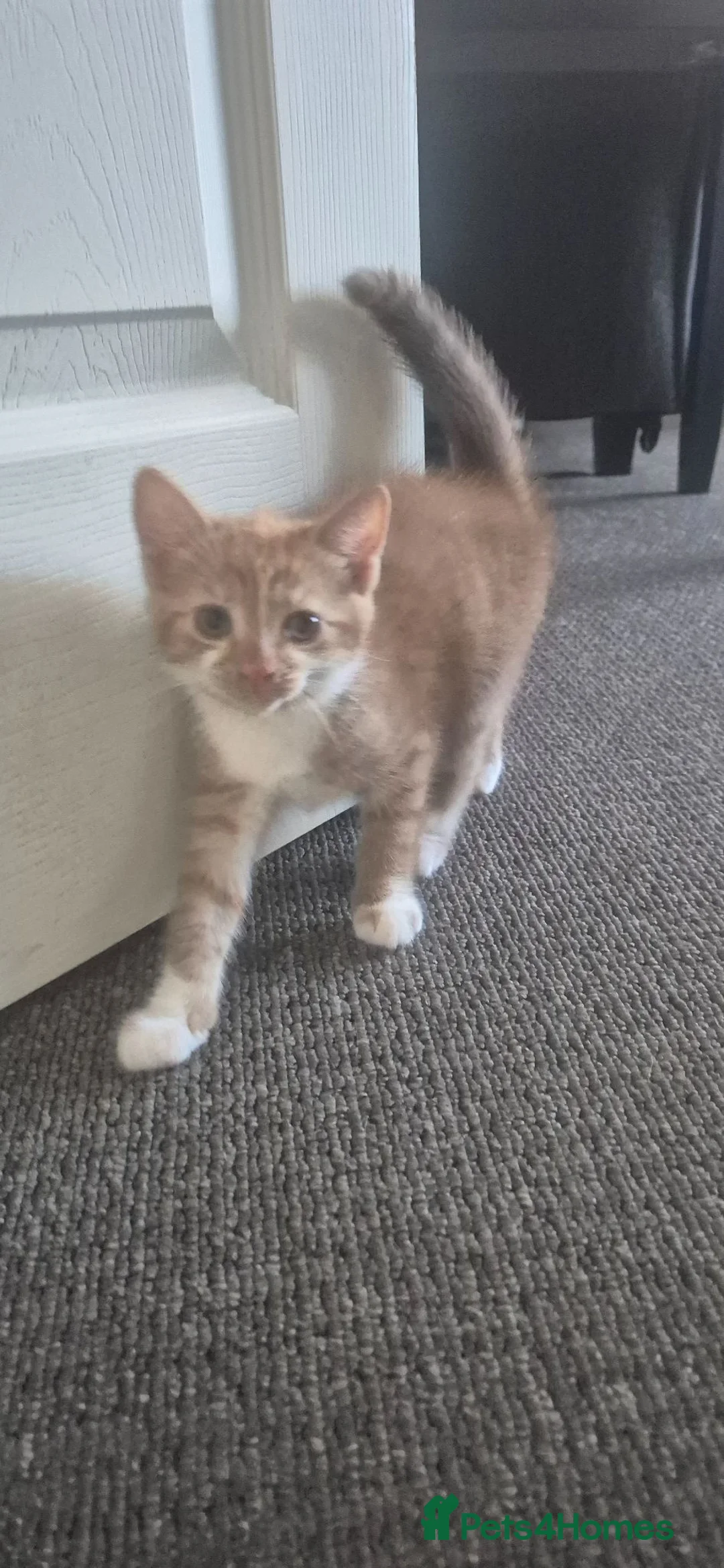British Shorthair cats for sale: 4 kittens for sale  - Advert 2