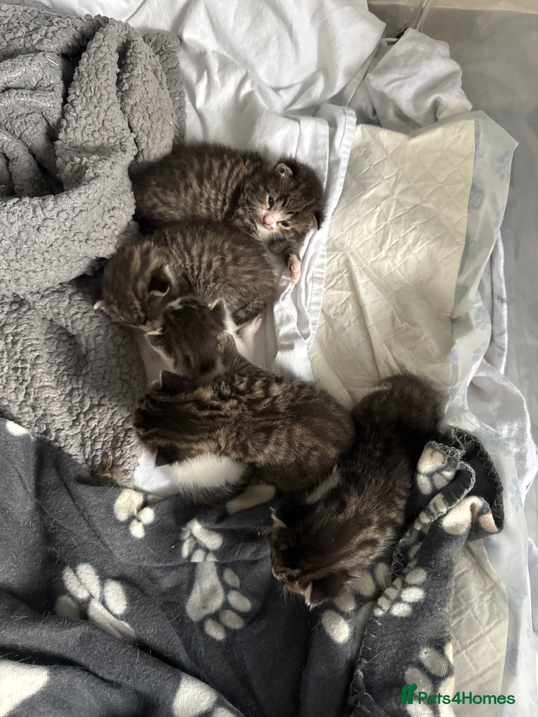 Mixed Breed cats for sale: kittens for sale!  - Image 1