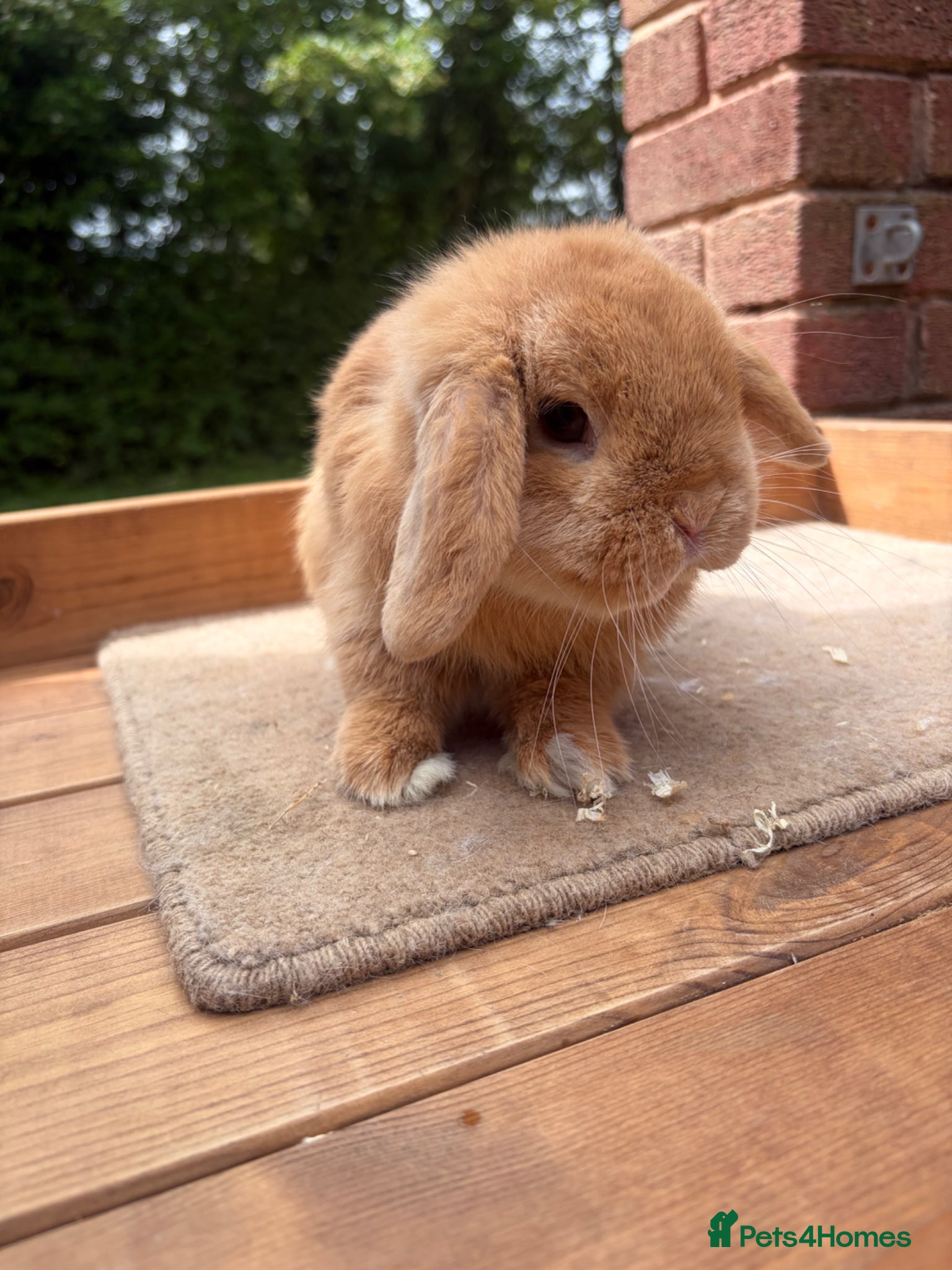 Mini Lop rabbits Little orange mini lop buck  - Advert 14