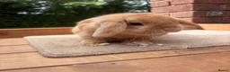 Mini Lop rabbits for sale: Little orange mini lop buck  - Advert 1