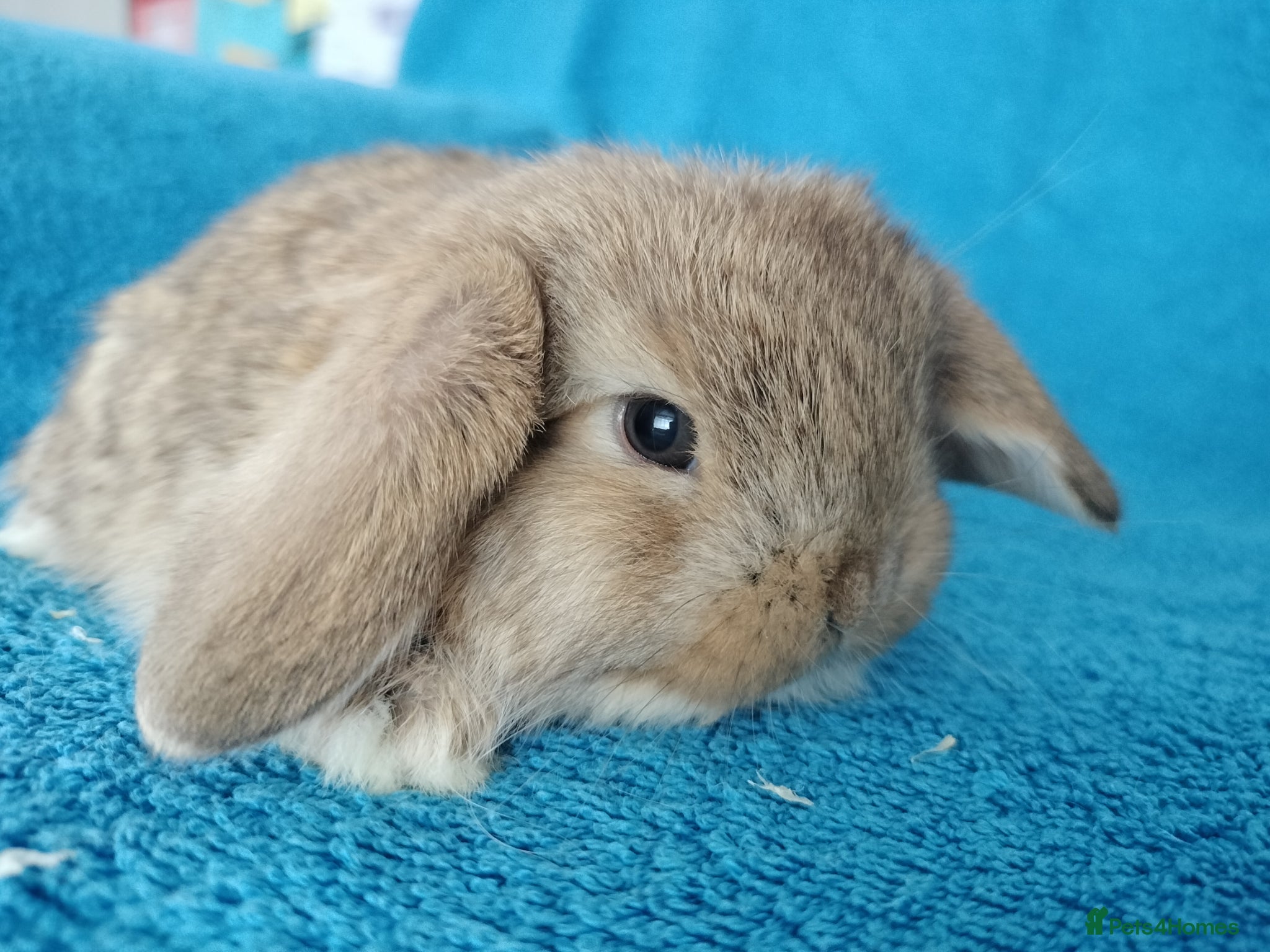 Mini Lop rabbits Baby mini lops for sale  - Advert 3