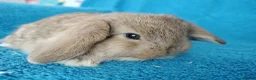 Mini Lop rabbits for sale: Baby mini lops for sale  - Advert 6