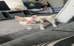 Mixed Breed dogs for sale: Eddie - Image 9