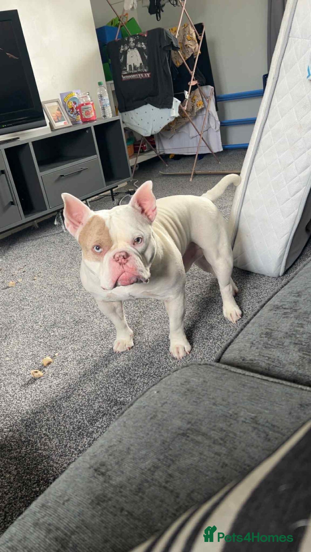 Mixed Breed dogs for sale: Eddie - Image 9