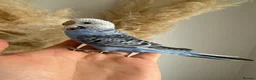 Budgerigars birds for sale: Hand Tame male baby budgies   - Advert 4