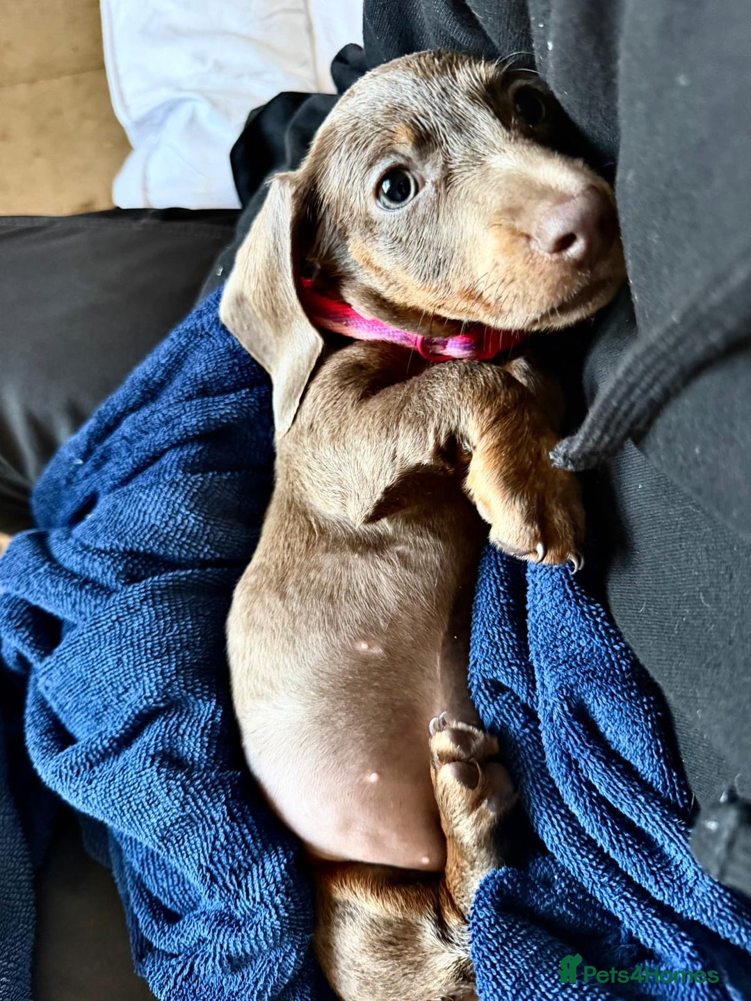 Dachshund dogs for sale: Bella - Advert 1