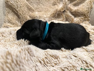 Miniature Schnauzer dogs - Advert 31