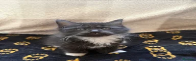 Kitten 2