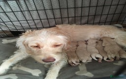 Labradoodle dogs for sale: Labradoodle puppies for sale £600-£750 - Image 8
