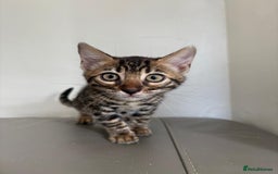 Bengal cats for sale: Pure bred bengal kittens - Image 11