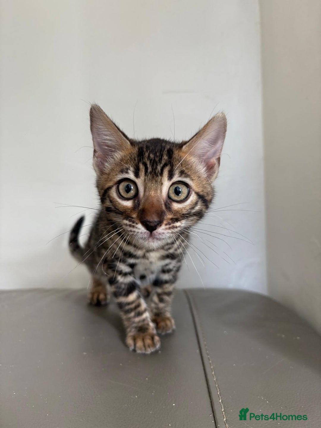 Bengal cats for sale: Pure bred bengal kittens - Image 11