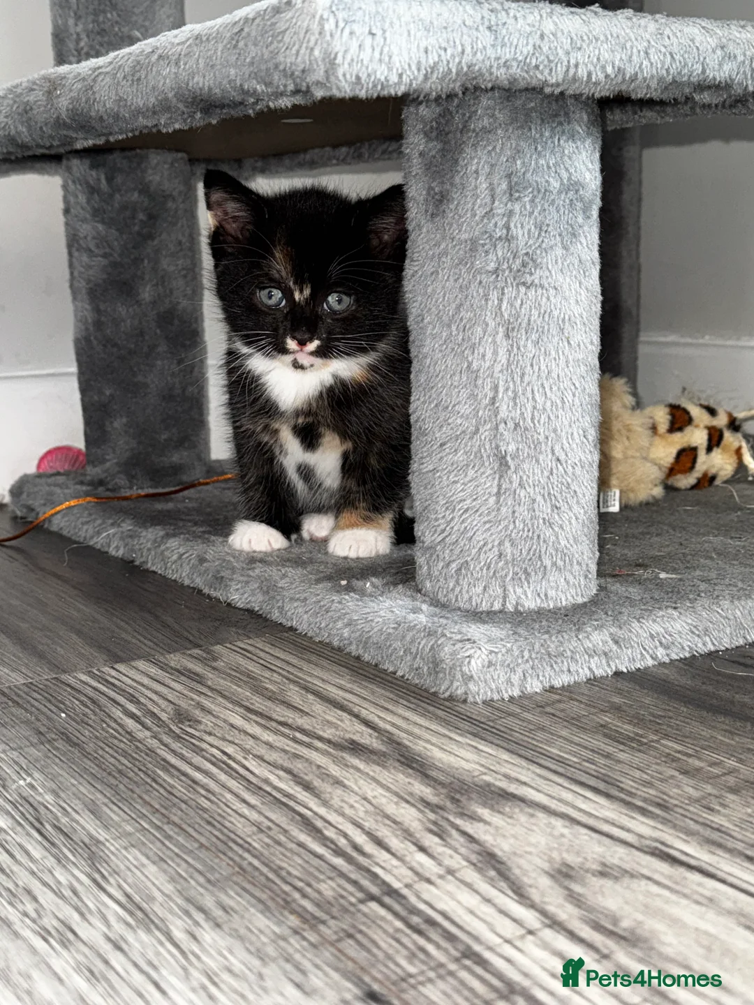 Mixed Breed cats for sale: Beautiful kittens  - Advert 5