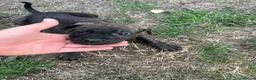Mixed Breed dogs for sale: Puppy’s for sale in Market Rasen - Advert 22