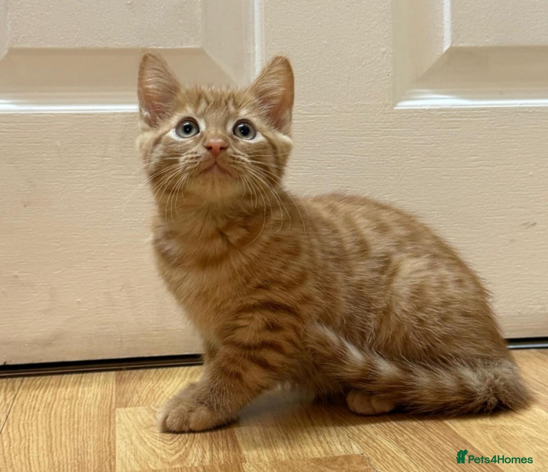 Mixed Breed cats for sale: Kittens ready to leave now  - Advert 7