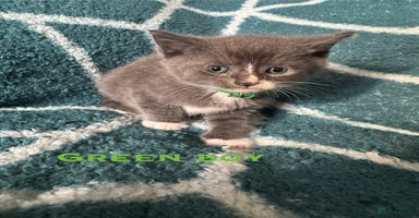 Mixed Breed cats - Advert 16