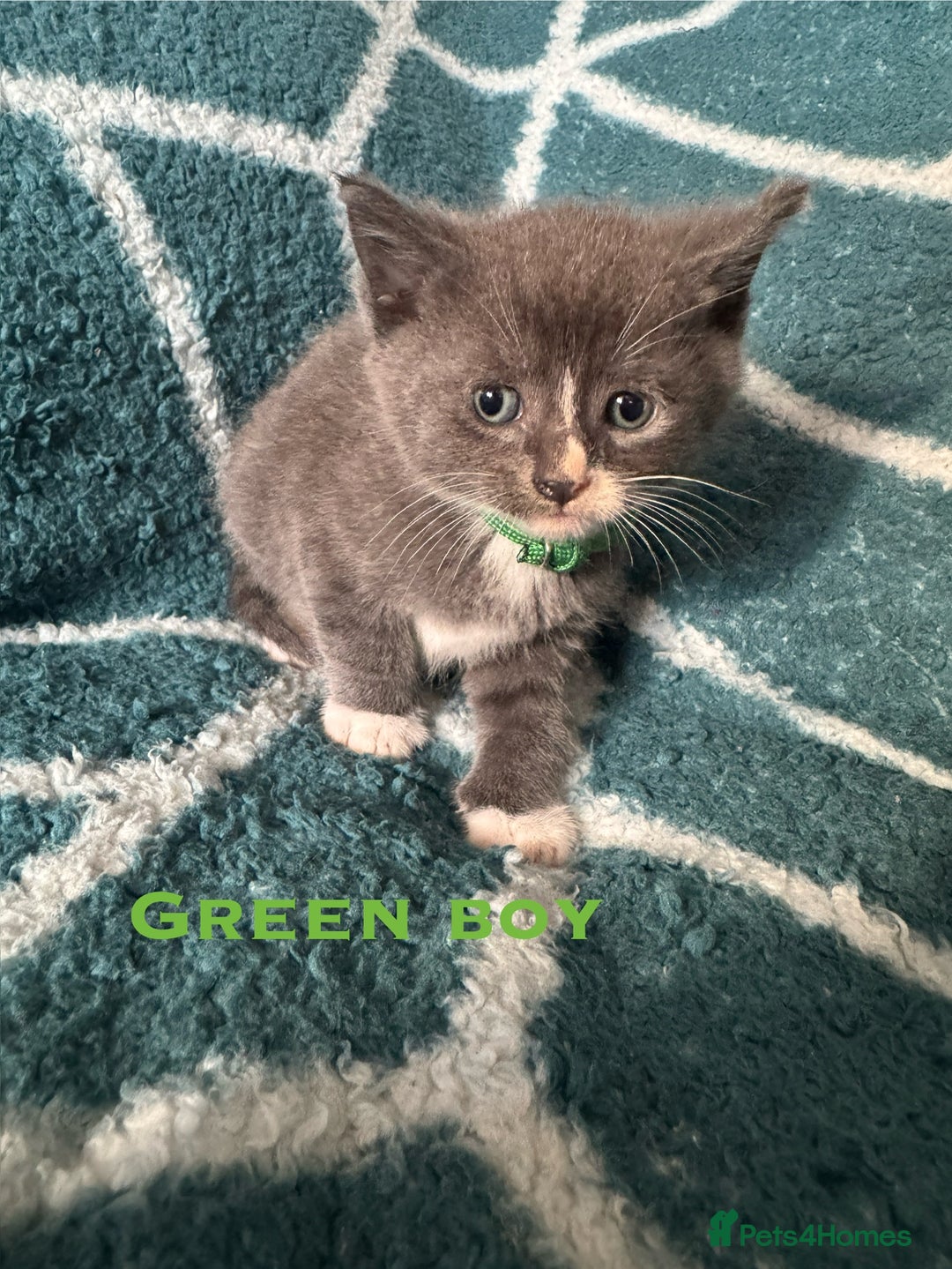 Mixed Breed cats for sale: Loving lots - Image 2