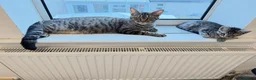 Mixed Breed cats for sale: 🐾 Six Adorable Kittens Looking for Loving Homes  - Advert 2