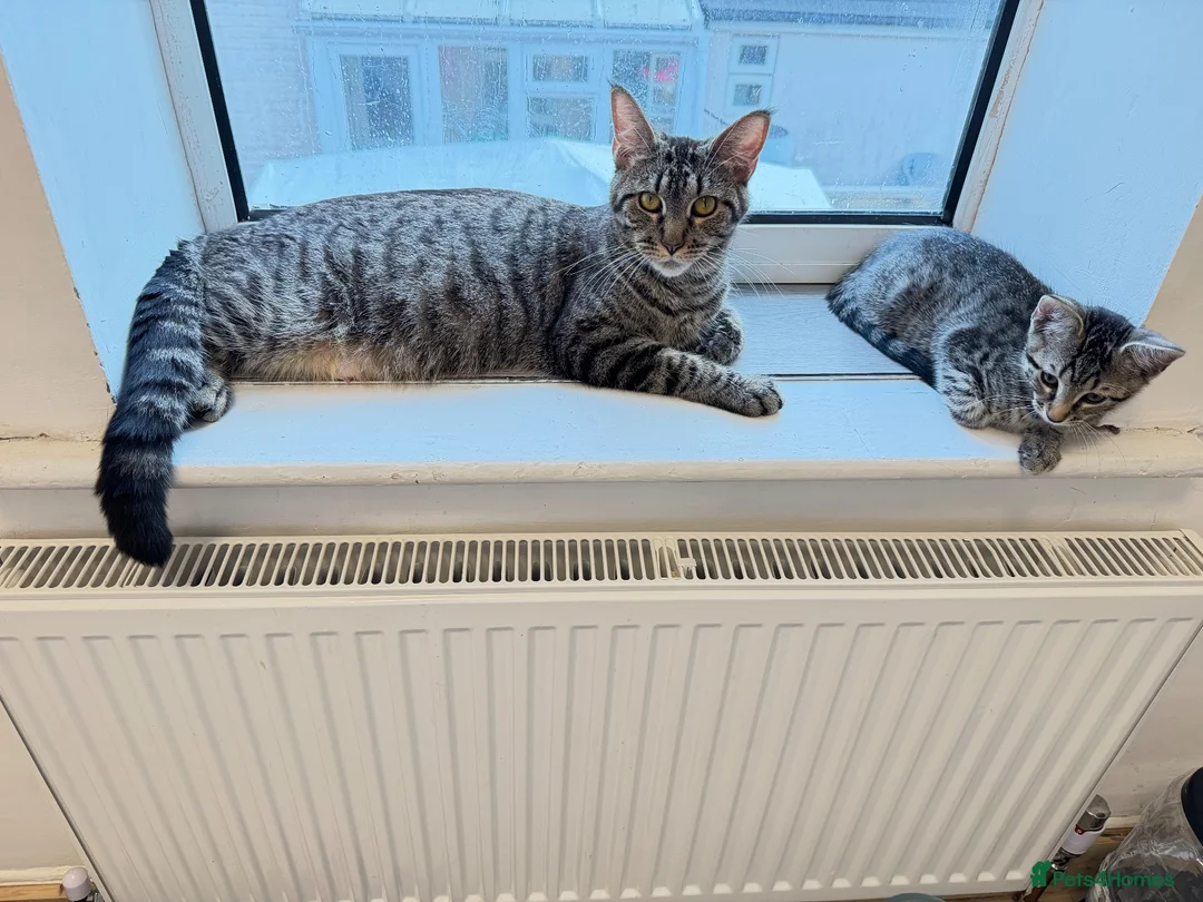 Mixed Breed cats for sale: 🐾 Six Adorable Kittens Looking for Loving Homes  - Advert 2