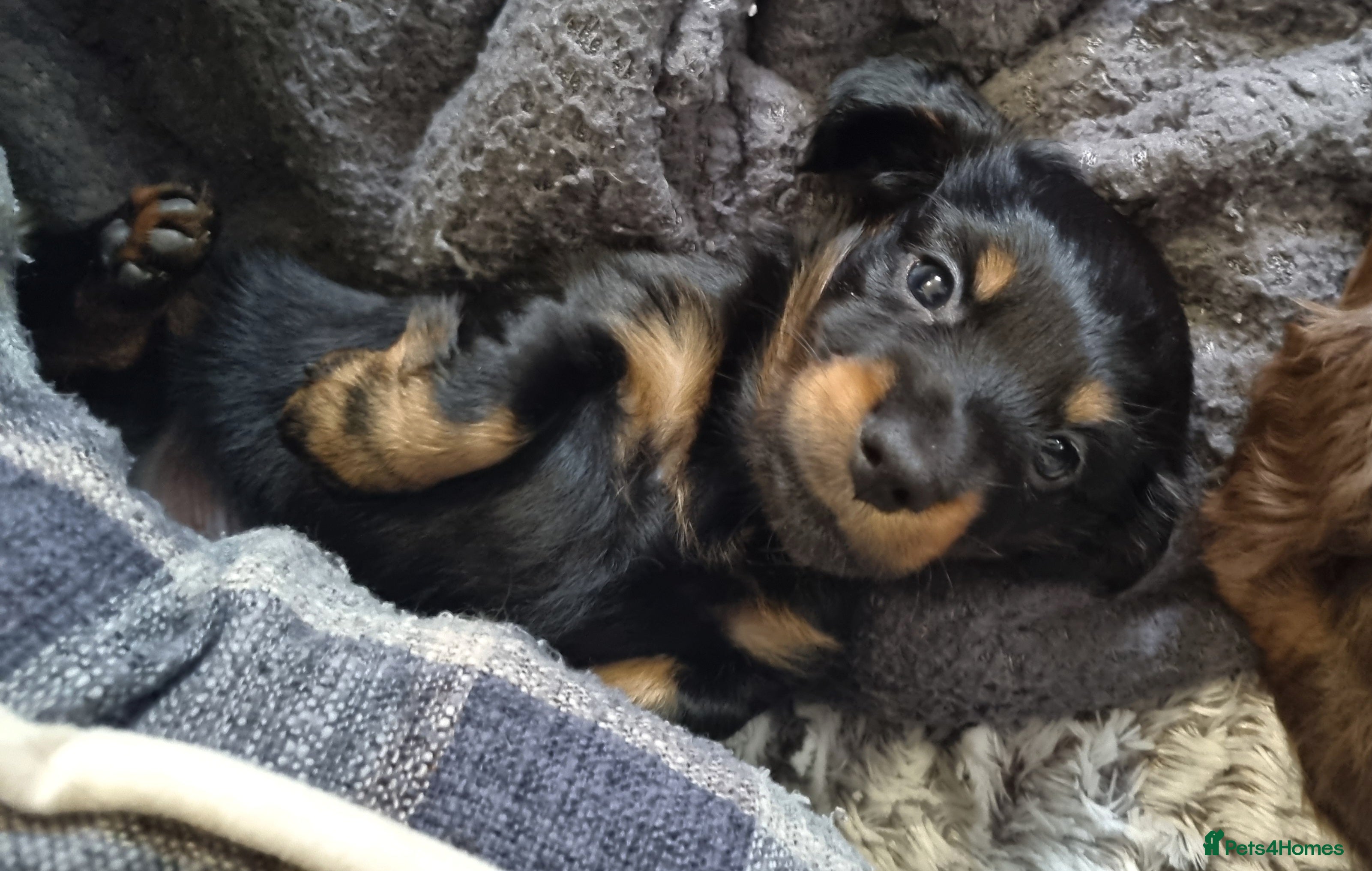 Miniature Dachshund dogs 🐾💙KC Long Haired Little Boy 💙🐾  - Advert 15