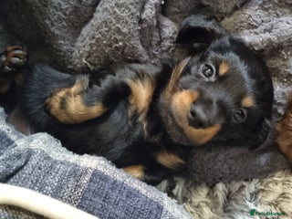 Miniature Dachshund dogs 🐾💙KC Long Haired Little Boy 💙🐾 - Advert 18