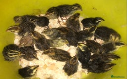 Quail poultry for sale: JUMBO QUAIL CHICKS & SEXED JUMBOS ! - Image 2