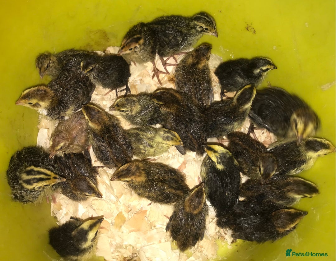 Quail poultry for sale: JUMBO QUAIL CHICKS & SEXED JUMBOS ! - Image 2