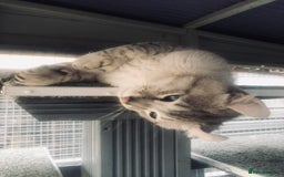 Keetso cats for sale: Rare polydactyl keetso male  - Image 9