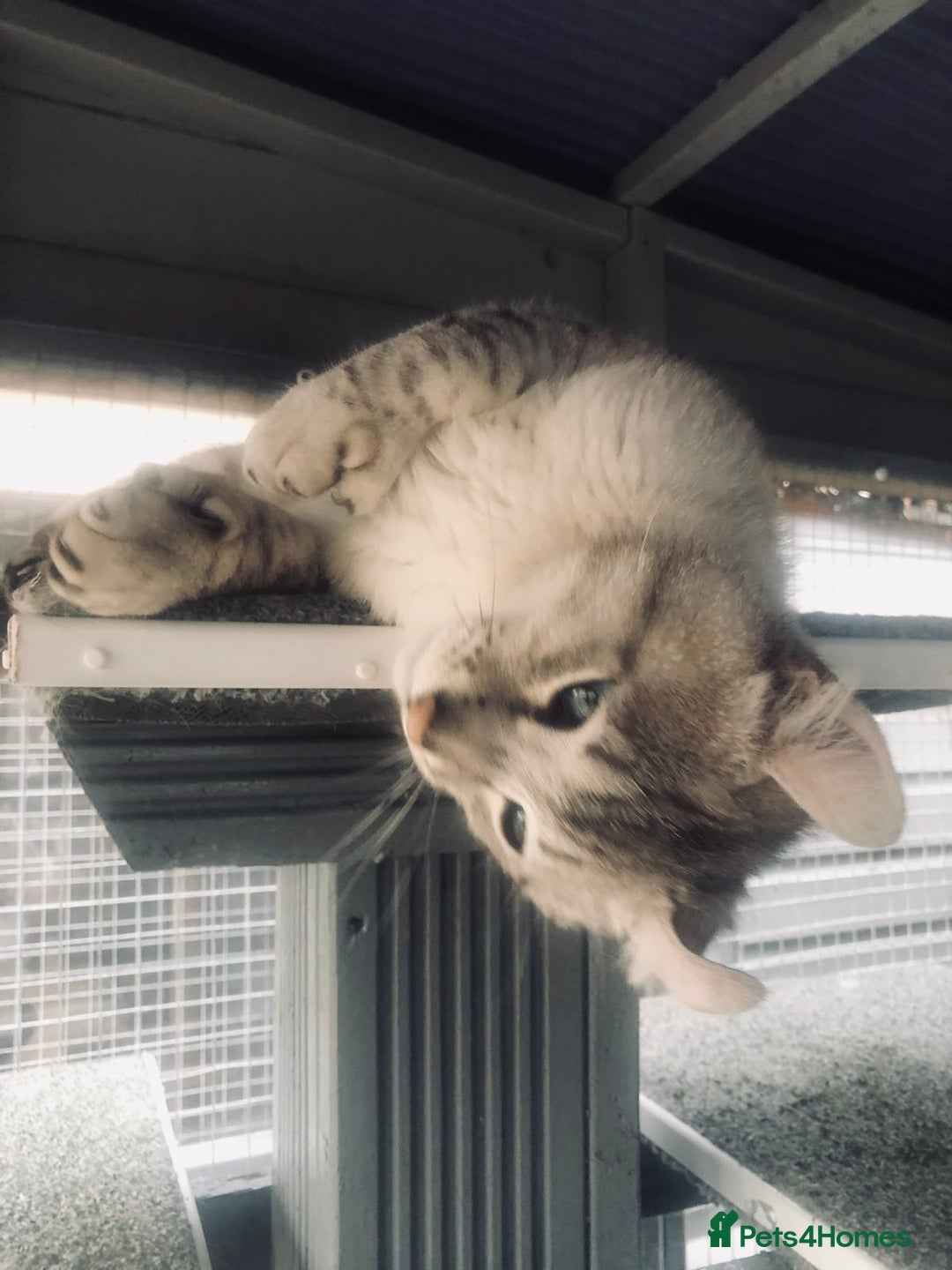Keetso cats for sale: Rare polydactyl keetso male  - Image 9