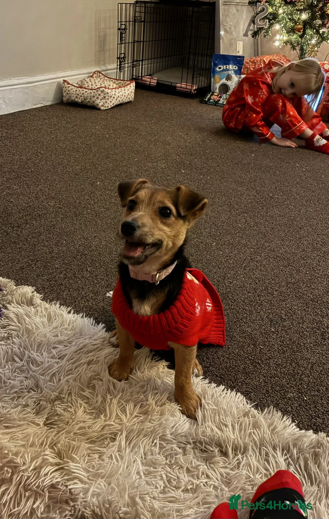 Jack Russell dogs for sale: Free Jack Russell Puppy Needing Forever Home - Advert 1