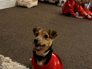 Jack Russell dogs Free Jack Russell Puppy Needing Forever Home - Advert 16