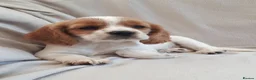 Cockalier dogs for sale: Super F1 Cockalier pups Ready Now Health Tested P - Advert 1